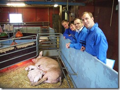 Livet före grillen-om grisar-Vetenskapsradion